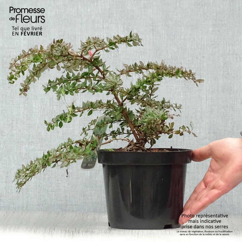 Example of Berberis verrucosa - Épine vinette verruqueuse Pot van 2 l/3 l as you get in hiver
