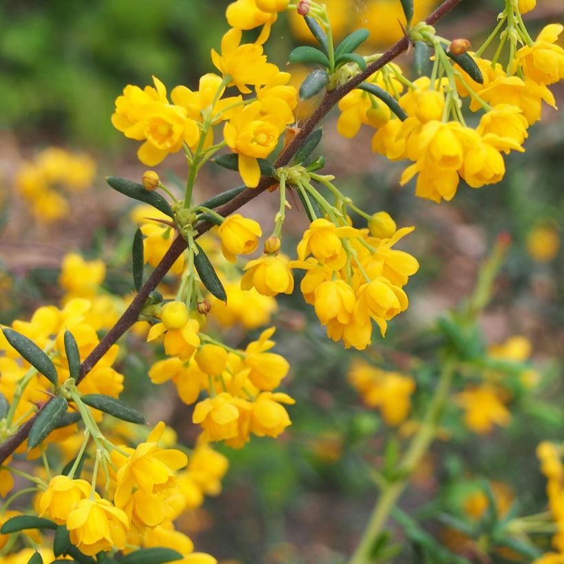 Berberis stenophylla - Zuurbes (Flowering)