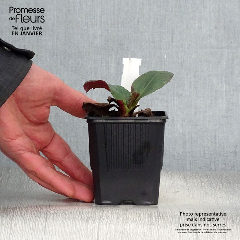 Example of Bergenia Bartok - Plante des savetiers Kweekpotje van 8/9 cm as you get in hiver