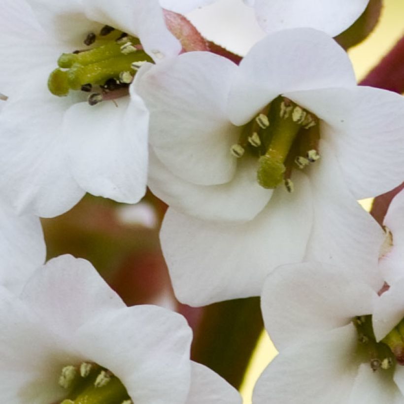 Bergenia Bressingham White - Schoenlappersplant (Flowering)