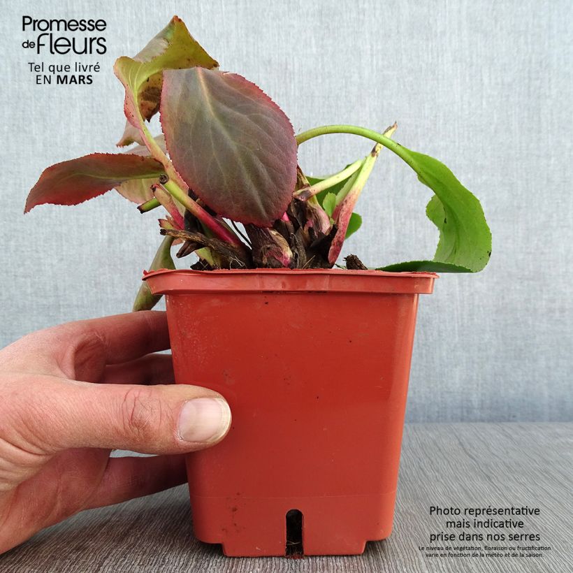 Example of Bergenia Bressingham White - Schoenlappersplant Pot van 1,5 l/2 l as you get in hiver