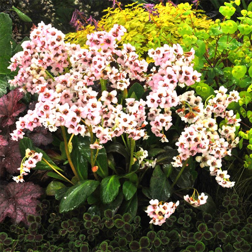 Bergenia Dragonfly Angel Kiss - Schoenlappersplant (Flowering)