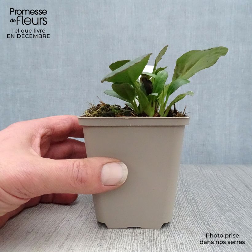 Example of Bergenia Dragonfly Sakura - Plante des savetiers Kweekpotje van 8/9 cm as you get in hiver