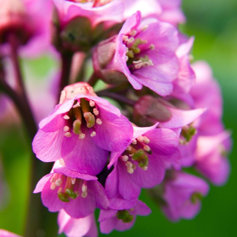 Bergenia Edens Dark Magic - Schoenlappersplant (Flowering)