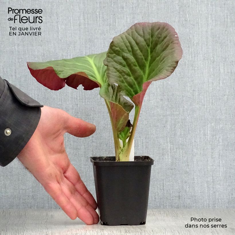 Example of Bergenia Eden's Dark Margin Kweekpotje van 8/9 cm as you get in hiver