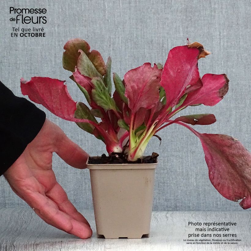 Exemplaar van Bergenia Edens Magic Giant - Schoenlappersplant Kweekpotje van 8/9 cm zoals geleverd in de herfst