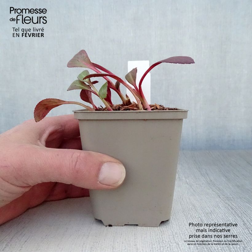 Example of Bergenia Flirt - Plante des savetiers Kweekpotje van 8/9 cm as you get in hiver