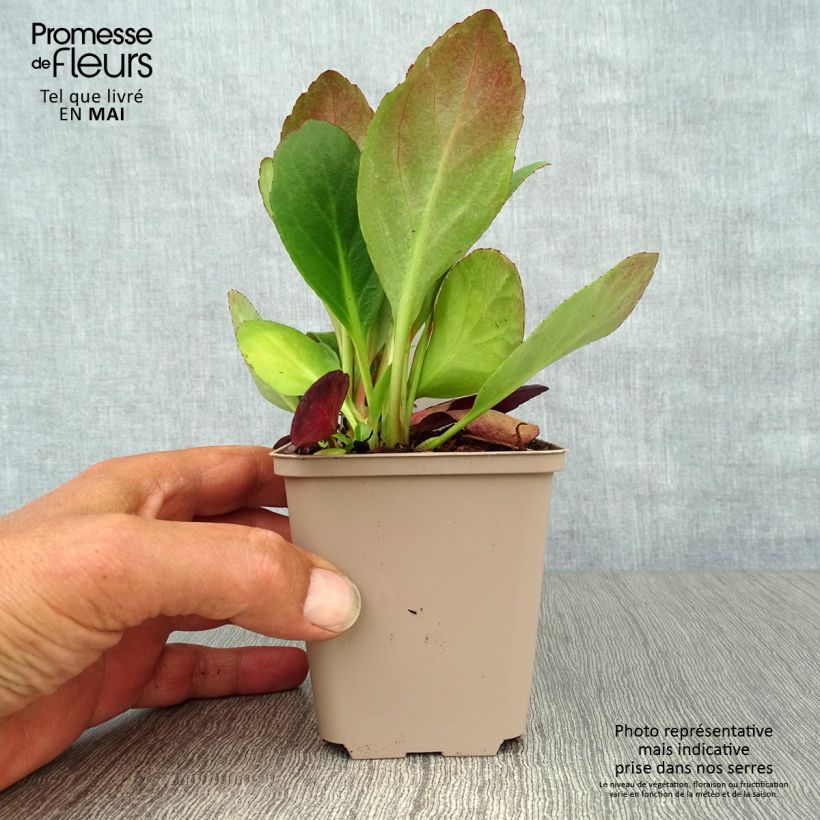 Exemplaar van Bergenia cordifolia Flirt - Schoenlappersplant Kweekpotje van 8/9 cm zoals geleverd in de lente