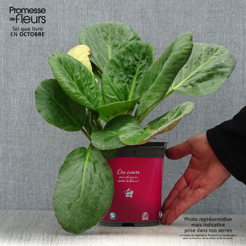 Exemplaar van Bergenia Abendglut - Schoenlappersplant Pot van 2 l/3 l zoals geleverd in de herfst