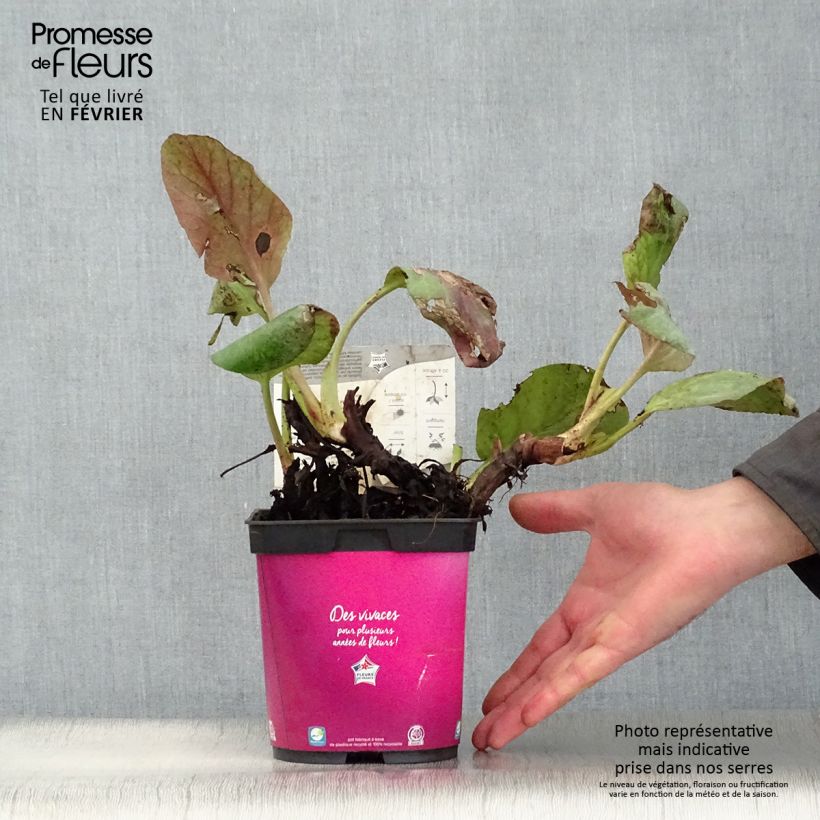 Example of Bergenia hybride Abendglut Pot van 2 l/3 l as you get in hiver