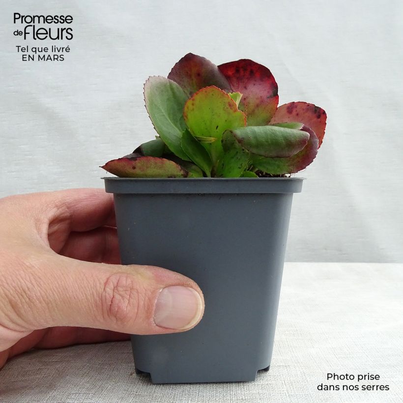 Exemplaar van Bergenia Baby Doll - Schoenlappersplant Kweekpotje van 8/9 cm zoals geleverd in de lente