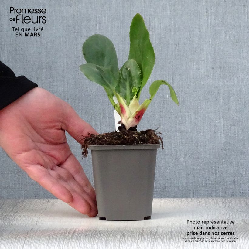 Exemplaar van Bergenia stracheyi Ice Queen - Schoenlappersplant Kweekpotje van 8/9 cm zoals geleverd in de lente