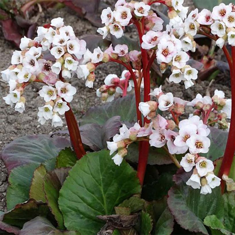 Bergenia Jelle - Schoenlappersplant (Plant habit)