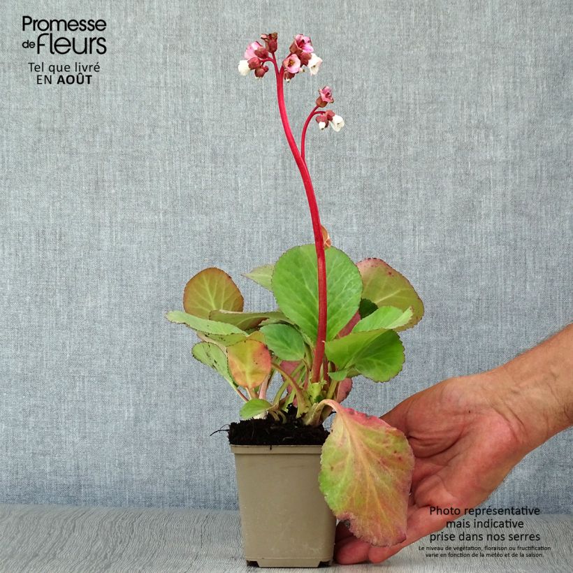 Exemplaar van Bergenia Jelle - Schoenlappersplant Kweekpotje van 8/9 cm zoals geleverd in de zomer
