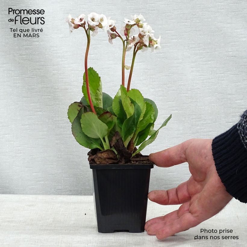Example of Bergenia Jelle - Schoenlappersplant Kweekpotje van 8/9 cm as you get in hiver
