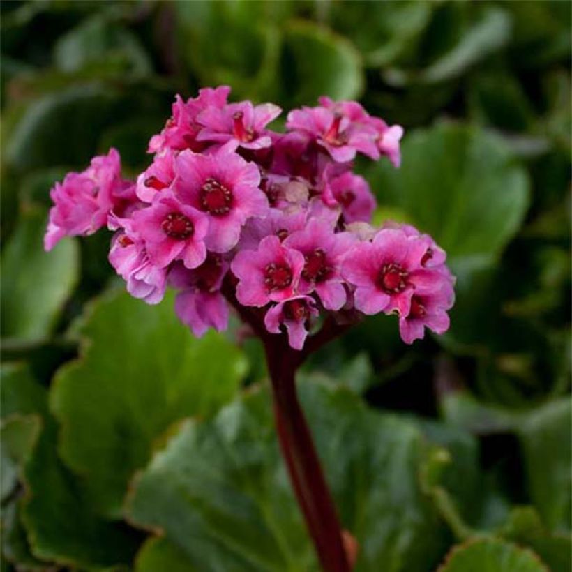 Bergenia cordifolia Morgenrote - Schoenlappersplant (Flowering)