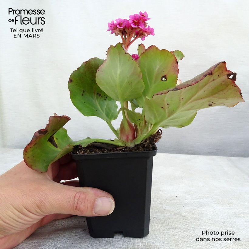 Example of Bergenia Morgenrote - Plante des savetiers Kweekpotje van 8/9 cm as you get in hiver