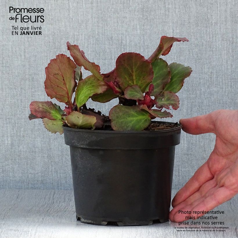 Example of Bergenia Morgenrote - Plante des savetiers Pot van 2 l/3 l as you get in hiver