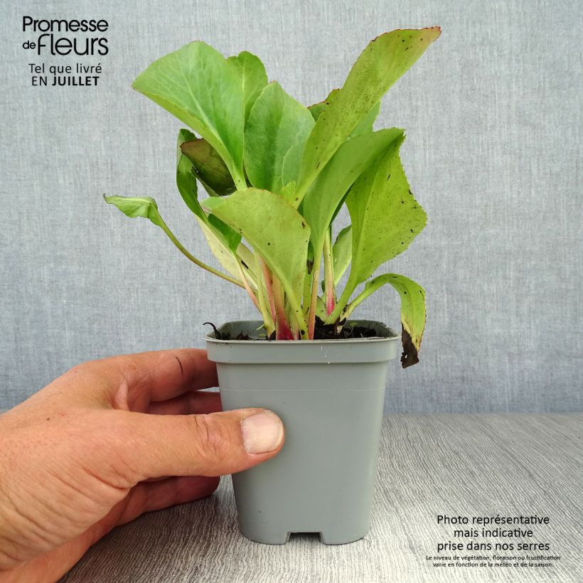 Exemplaar van Bergenia Ouvertüre - Schoenlappersplant Kweekpotje van 8/9 cm zoals geleverd in de zomer