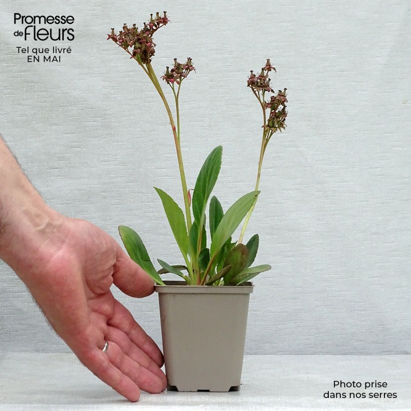 Exemplaar van Bergenia Pink Dragonfly - Schoenlappersplant Kweekpotje van 8/9 cm zoals geleverd in de lente