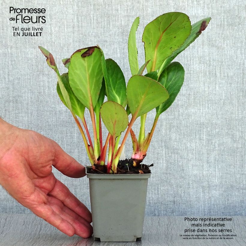 Exemplaar van Bergenia Pink Dragonfly - Schoenlappersplant Kweekpotje van 8/9 cm zoals geleverd in de zomer