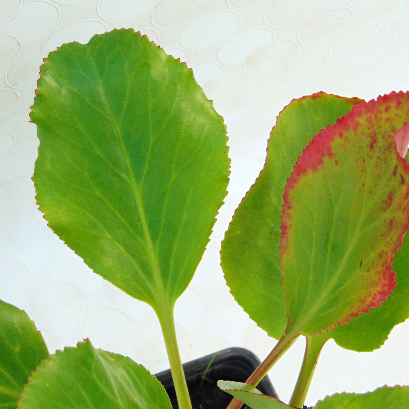 Bergenia cordifolia Rotblum - Schoenlappersplant (Foliage)
