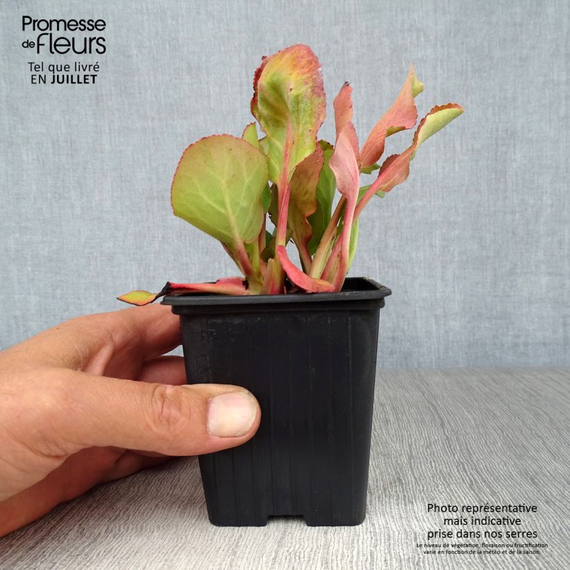 Exemplaar van Bergenia cordifolia Rotblum - Schoenlappersplant Kweekpotje van 7/8 cm zoals geleverd in de zomer