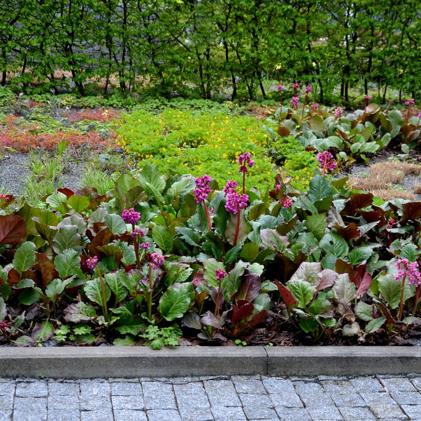 Bergenia cordifolia Rotblum - Schoenlappersplant (Groeiplaats)