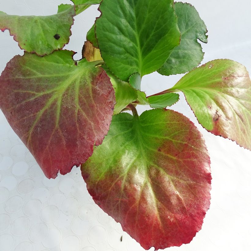 Bergenia Spring Fling - Schoenlappersplant (Foliage)