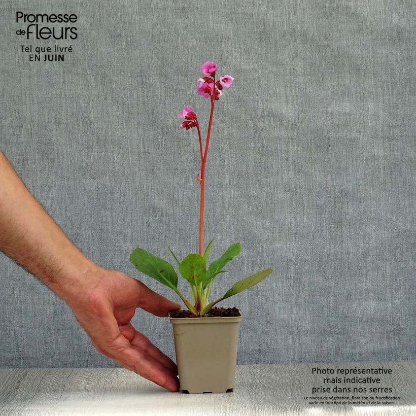 Exemplaar van Bergenia Spring Fling - Schoenlappersplant Kweekpotje van 8/9 cm zoals geleverd in de zomer