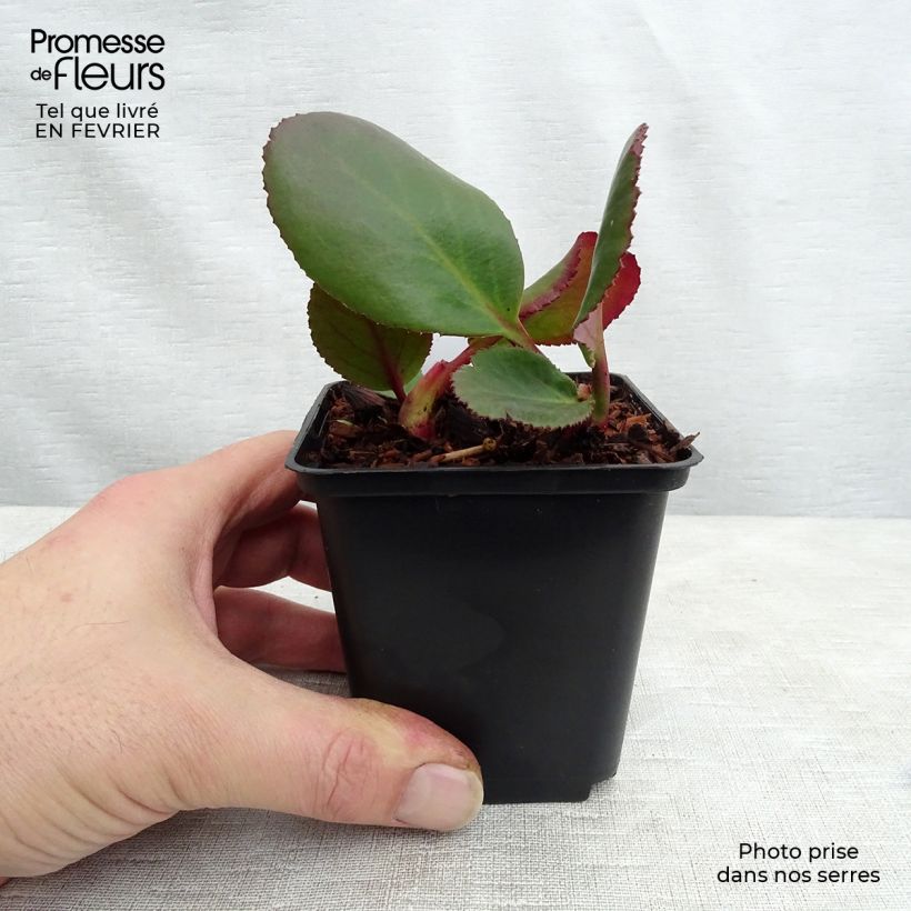 Example of Bergénia Spring Fling Kweekpotje van 8/9 cm as you get in hiver