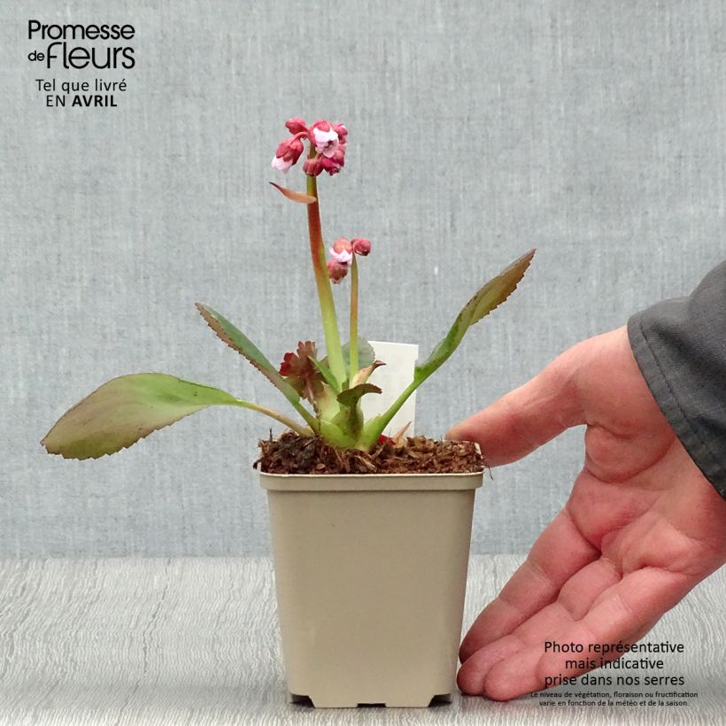 Exemplaar van Bergenia Spring Fling - Schoenlappersplant Kweekpotje van 8/9 cm zoals geleverd in de lente
