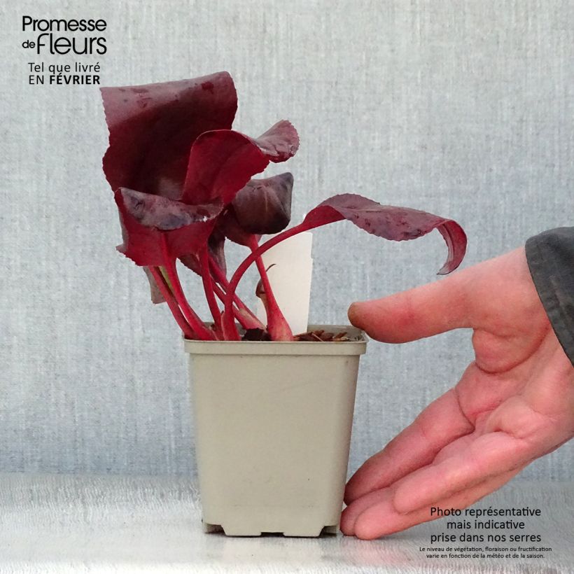 Example of Bergénia Winterglut Kweekpotje van 8/9 cm as you get in hiver