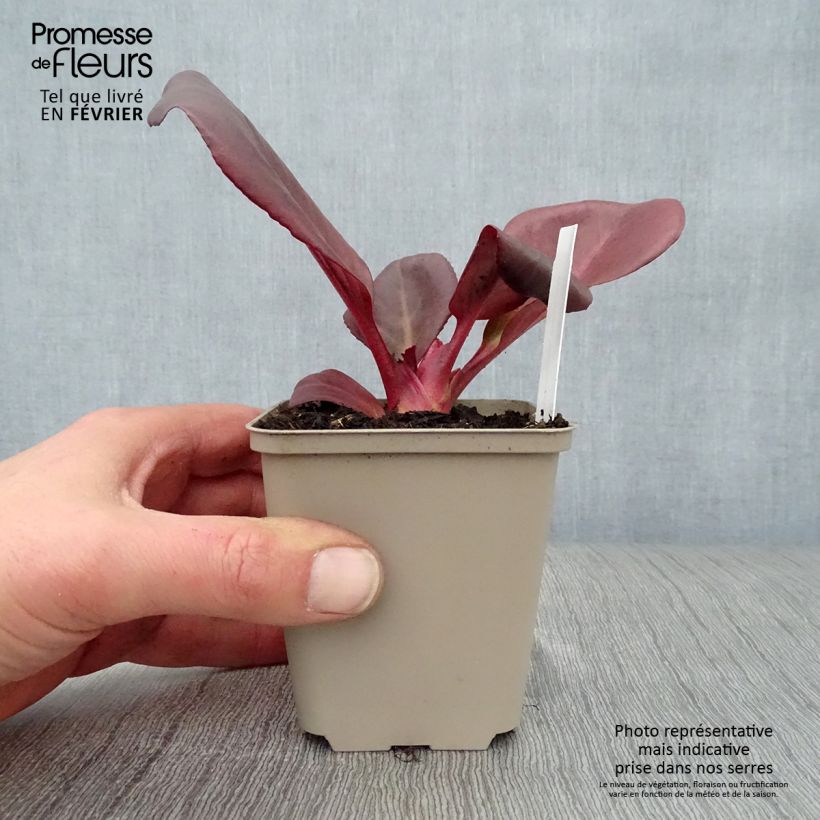 Example of Bergenia Wintermarchen - Bergénie Kweekpotje van 8/9 cm as you get in hiver