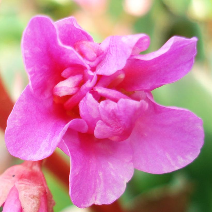 Bergenia cordifolia - Schoenlappersplant (Flowering)