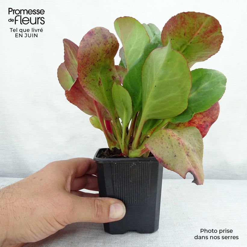 Exemplaar van Bergenia cordifolia Eroïca - Schoenlappersplant Kweekpotje van 8/9 cm zoals geleverd in de zomer