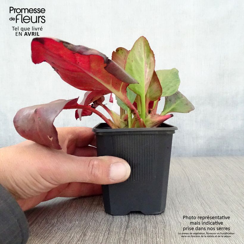 Exemplaar van Bergenia cordifolia Eroïca - Schoenlappersplant Kweekpotje van 8/9 cm zoals geleverd in de lente