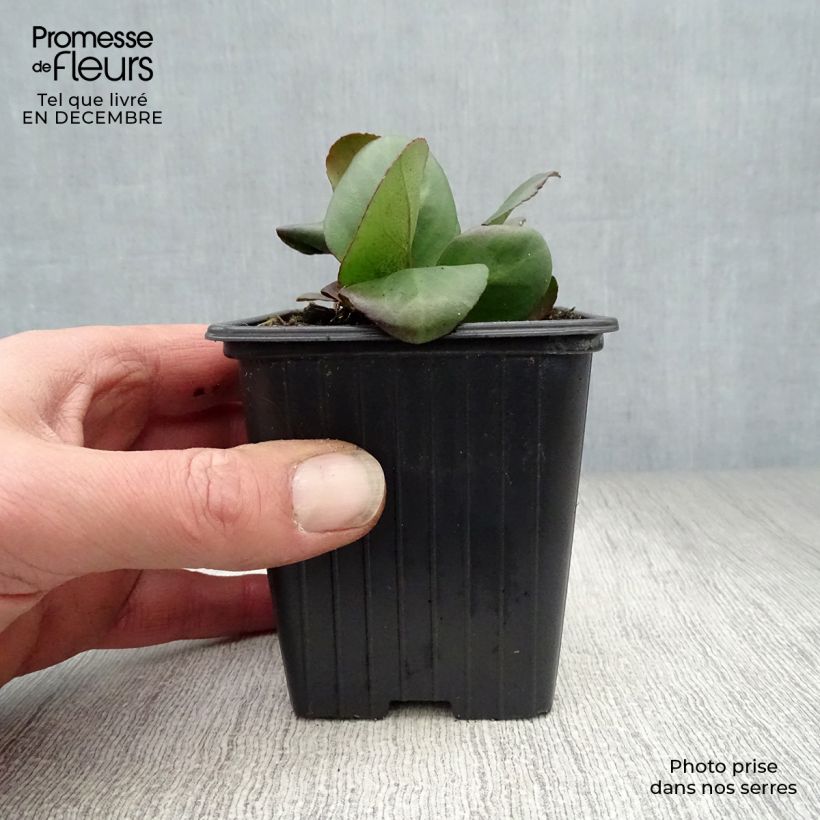 Example of Bergenia cordifolia - Plante des savetiers Kweekpotje van 7/8 cm as you get in hiver