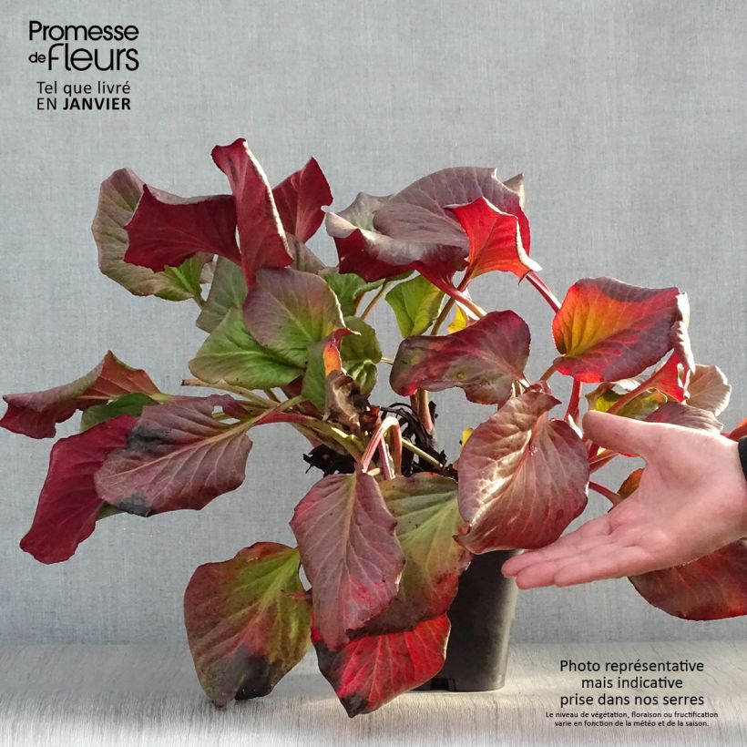 Example of Bergenia cordifolia - Plante des savetiers Pot van 2 l/3 l as you get in hiver