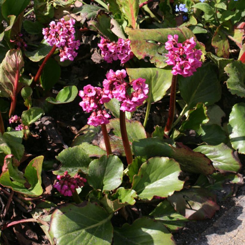 Bergenia Abendglut - Schoenlappersplant (Plant habit)