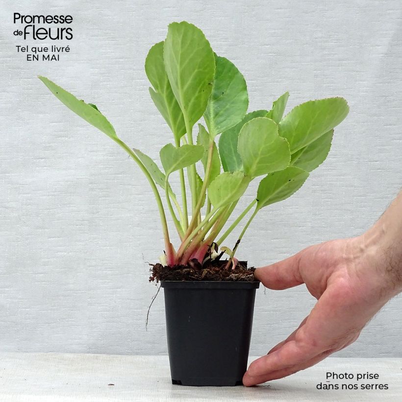 Exemplaar van Bergenia Harzkristall - Schoenlappersplant Kweekpotje van 8/9 cm zoals geleverd in de lente