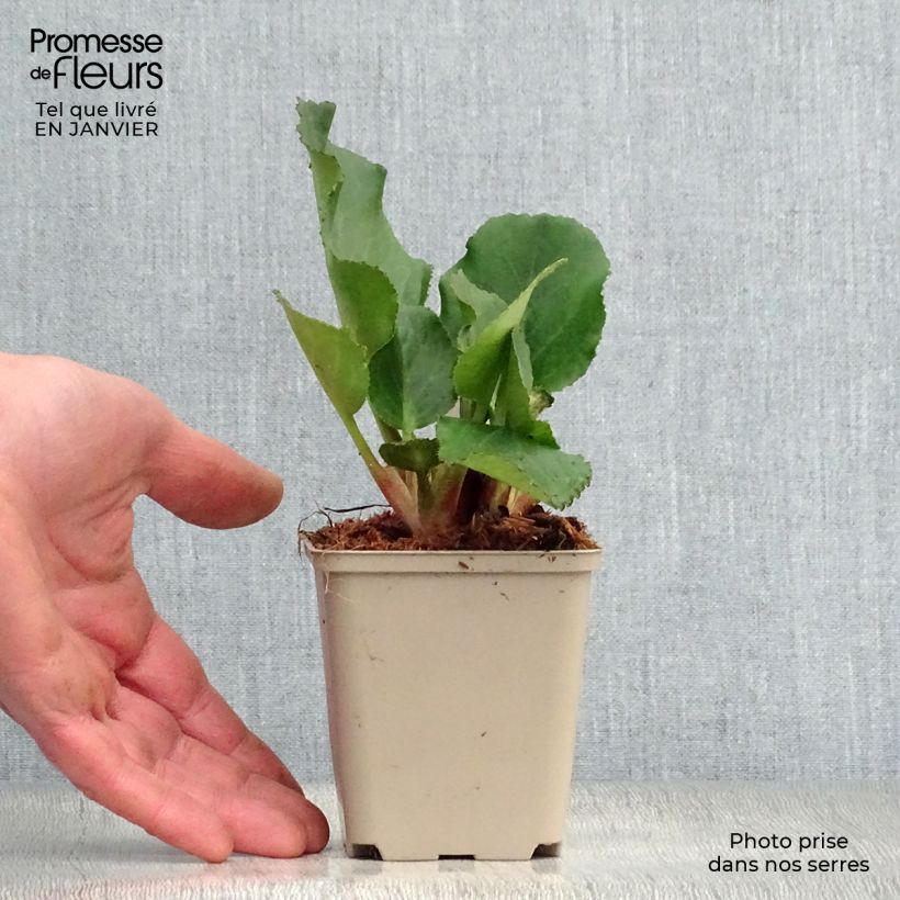 Example of Bergenia Harzkristall - Schoenlappersplant Kweekpotje van 8/9 cm as you get in hiver