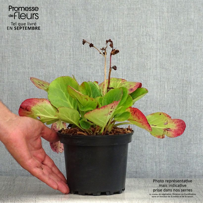Exemplaar van Bergenia Harzkristall - Schoenlappersplant Pot van 2 l/3 l zoals geleverd in de zomer