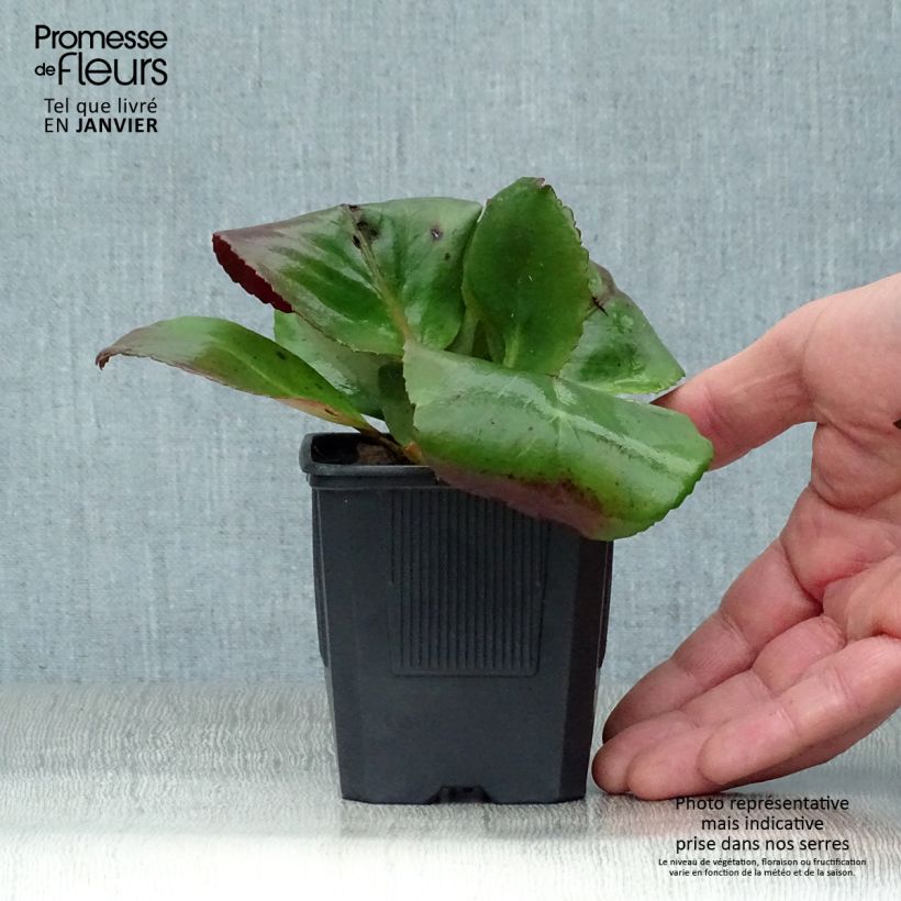 Example of Bergenia purpurascens - Plante des savetiers Kweekpotje van 8/9 cm as you get in hiver