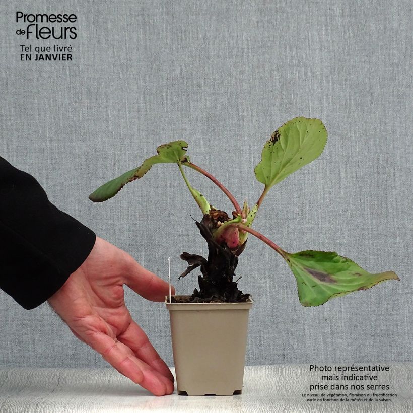 Example of Bergenia schmidtii - Schoenlappersplant Kweekpotje van 8/9 cm as you get in hiver
