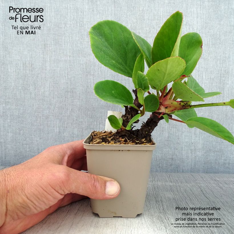 Exemplaar van Bergenia schmidtii - Schoenlappersplant Kweekpotje van 8/9 cm zoals geleverd in de lente