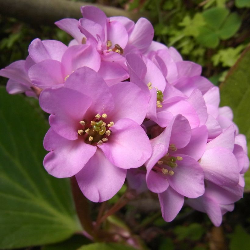 Bergenia stracheyi - Schoenlappersplant (Bloei)