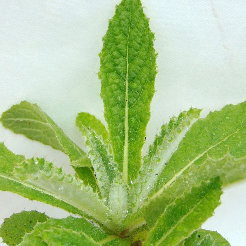 Berkheya purpurea - Afrikaanse distel (Blad)