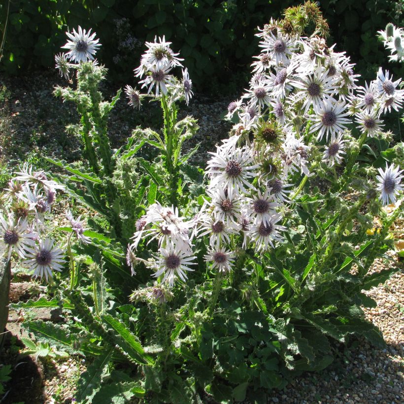 Berkheya purpurea - Afrikaanse distel (Groeiplaats)