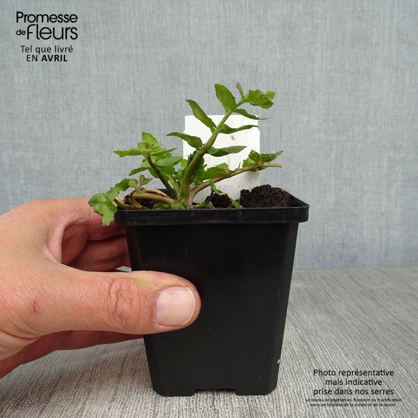 Exemplaar van Berula erecta - Kleine watereppe Kweekpotje van 8/9 cm zoals geleverd in de lente